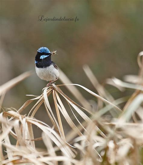 Mérion superbe Malurus cyaneus Superb Fairy wren