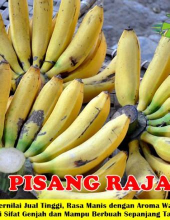 Jual Bibit Kurma Barhee Kultur Jaringan Jualbenihmurah