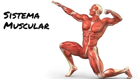 Sistema Muscular Youtube