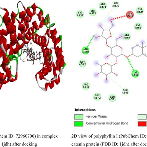 The 2d View Of β‐catenin Protein Interactions With Polyphyllin I After