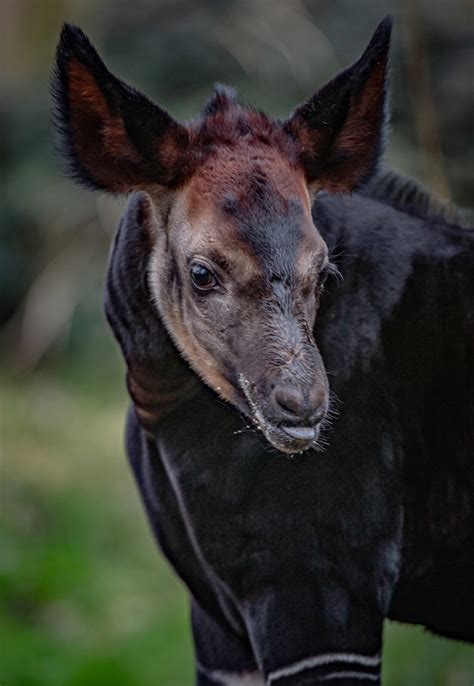 Chester Zoo Celebrating The Birth Of A Rare Baby Okapi