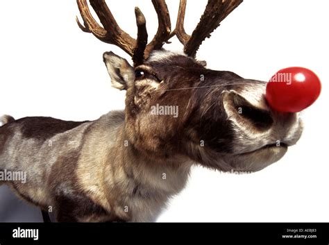 Real Rudolph The Red Nosed Reindeer