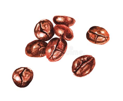 Watercolor Coffee Beans 2 Stock Illustration Illustration Of