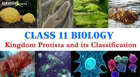 What Is Kingdom Protista And Its Characteristics Class 11 Biology Biology Class Biology Class 11