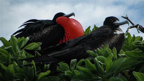 ʻiwa — Great Frigate Kure Atoll Conservancy