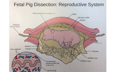 Fetal Pig Male Reproductive System Diagram