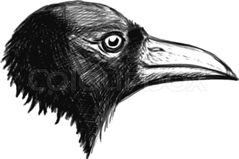 Crow Head Isolated On White Stock Vector Colourbox