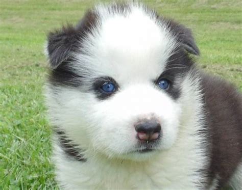 Gorgeous Teacup husky puppies for free adoption - Arivaca - Animal, Pet