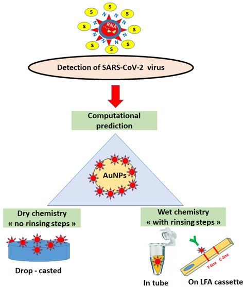 Ijms Free Full Text Updates On The Biofunctionalization Of Gold Nanoparticles For The Rapid