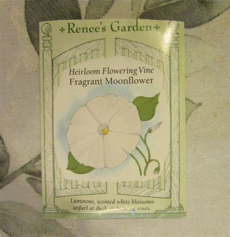 Planting – Moonflower Seeds – MINDING MY P'S WITH Q