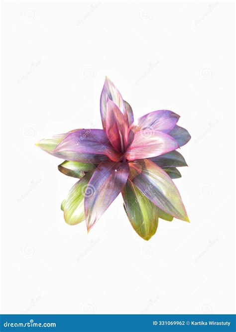 Cordyline Ornamental Plant Stock Image | CartoonDealer.com #266476081