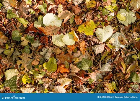 Autumn Leaves On Forest Floor Stock Photo Image Of Forest October