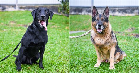 13 Retired Spore Military Working Dogs Up For Adoption In 2021