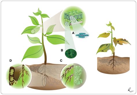 Frontiers The Microbe Free Plant Fact Or Artifact Plant Science