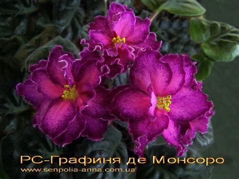 Фиалка РС-Графиня де Монсоро