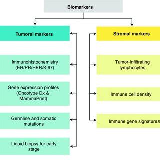 Biomarkers in breast cancer | Download Scientific Diagram