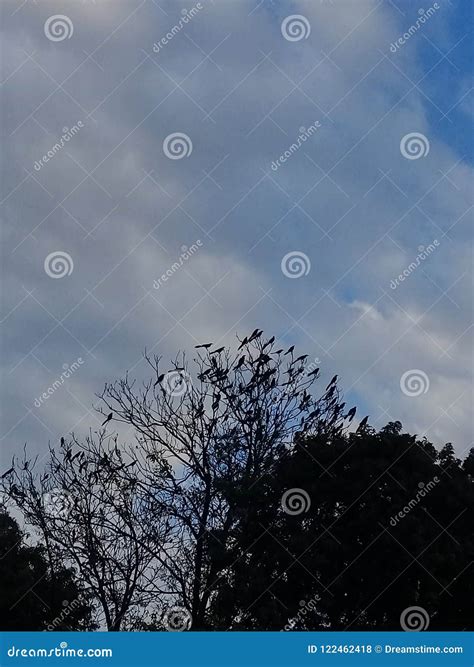 Nubes En El Cielo. Clouds in the Sky Stock Photo - Image of hermoso ...