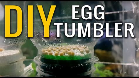 Diy Egg Tumbler For African Cichlids Youtube