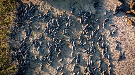 Project Update: Iguanas From Above - Galapagos Conservation Trust