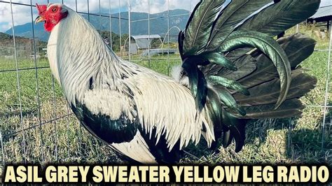 Asil Grey Sweater Yellow Leg Radio Beautiful Birds Mezquite Farm