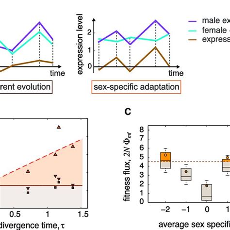 Sex Specific Evolution Of Gene Expression A Schematic Showing