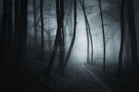 Trayectoria Oscura En Bosque Frecuentado En La Noche Foto De Archivo