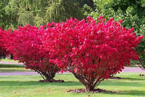 Life In Minnesota Of The Best Shrubs For Minnesota Yards And Gardens