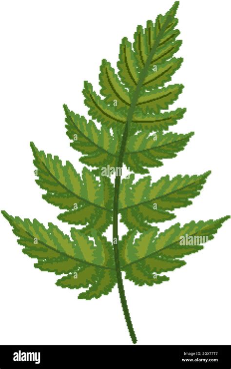 Fern leaf in cartoon style isolated Stock Vector Image & Art - Alamy