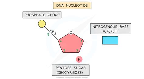 Dna Structure Ocr A Level Biology Revision Notes Save