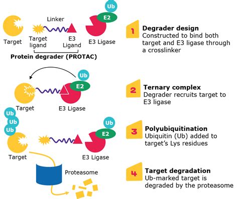 Acs Medicinal Chemistry Letters Impact Factor – Caipm