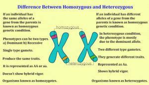 Difference between homozygous and heterozygous [With Table]