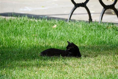 Green eyes, black cat stock image. Image of eyes, wildlife - 251833487