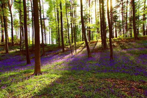 Open Minda Menarik Hutan Tercantik Di Dunia Untuk Di Lawati