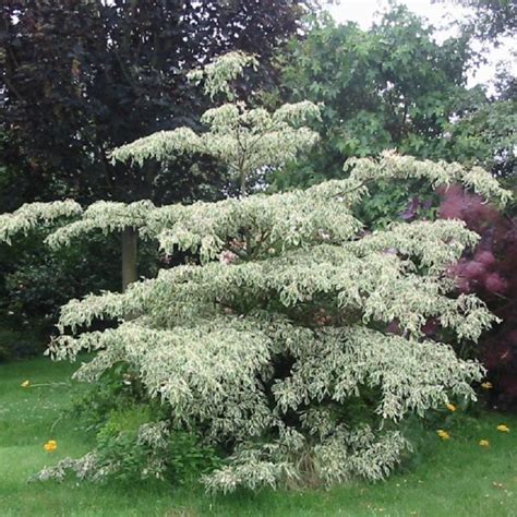 Dereń pagodowy Variegata Cornus controversa Variegata