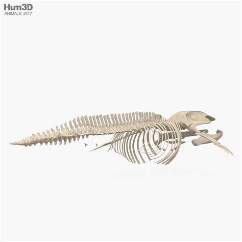 Blue Whale Skeleton Hd 3d Model Animals On Hum3d