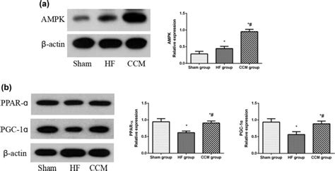 CCM treatment upregulates AMPK and PPAR α pathways a Western blot