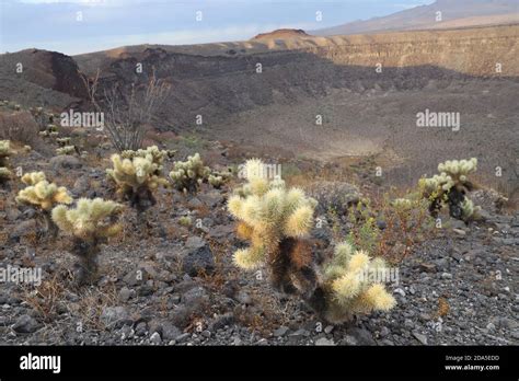 Ecosistema del desierto hi-res stock photography and images - Alamy