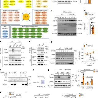 Adipocyte LONP1 Inactivation Restrains Cell Fate Programming Of