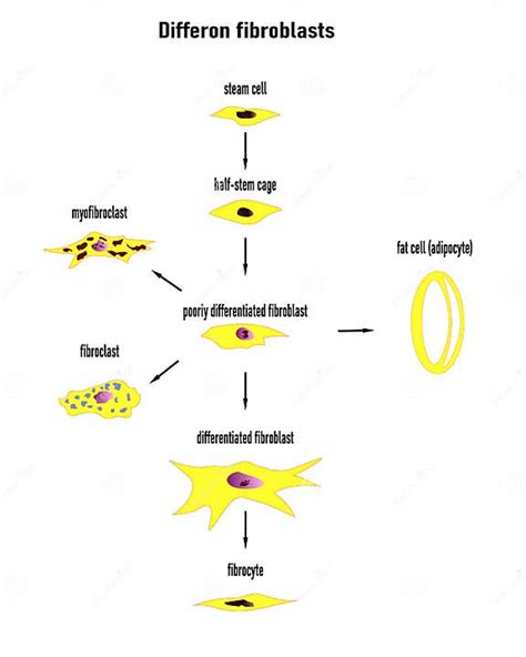 Differon Fibroblasts Scheme Formation Of The Extracellular Matrix