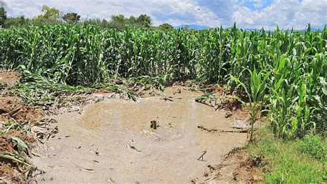 Aumentan Los Daños En Cultivos Por Las Lluvias En Oaxaca Panorama Agrario