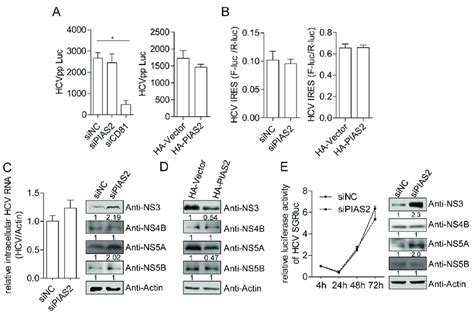 Pias Restricts Hcv Protein Expression In The Subgenomic Replicon A