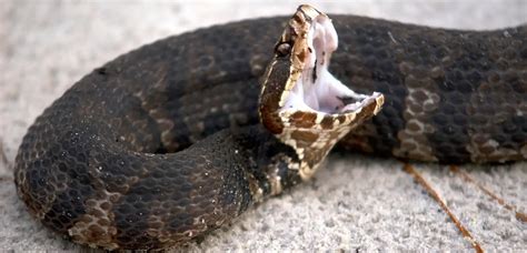 Cottonmouth Snakes In Virginia Virginia Snake Removal