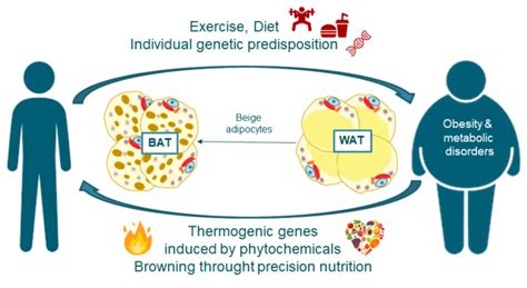 Fat Burning Non Shivering Thermogenesis And Browning Through Precision