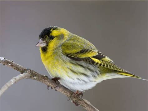 Eurasian Siskin - Birds of Russian Far East