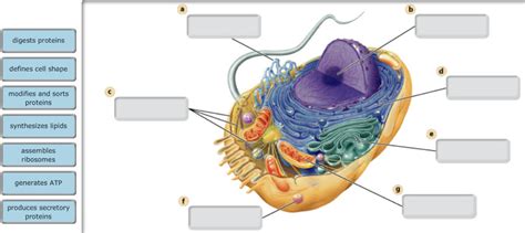 Animal cell structures and functions - The Nursing Geeks