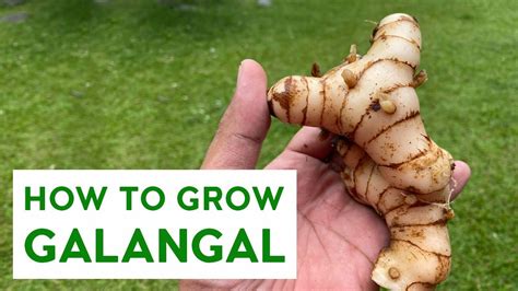 Paano Magtanim Ng Galangal How To Grow Galangal Carlo The Farmer