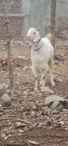 White Sojat Male Goat 100kg At Best Price In Chopda ID 23550975488