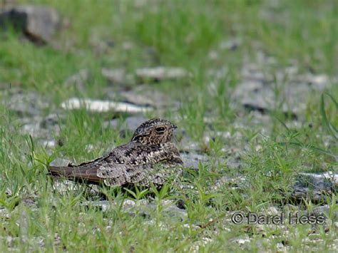 Tennessee Watchable Wildlife Common Nighthawk Habitat Tennessee