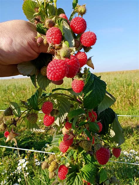 Sadzonki malin jesiennych późnych i wczesnych Najnowsze odmiany Puławy