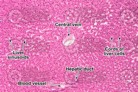 Liver Sinusoids